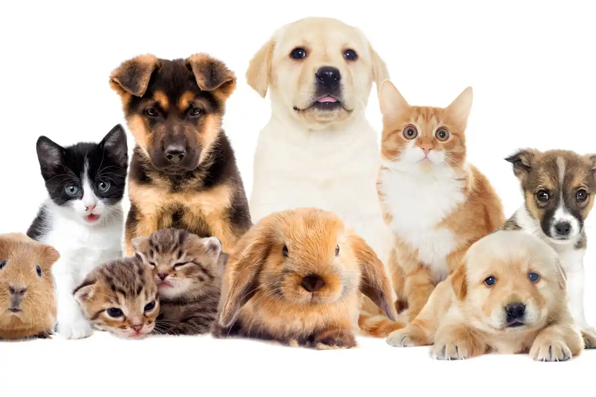 Evcil Hayvanla İngiltere’ye Taşınmak: Türkiye’den Kedi/Köpek Getirme Evcil Hayvanla İngiltere’ye Taşınmak: Türkiye’den Kedi/Köpek Getirme